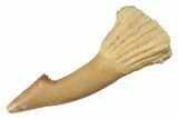 Fossil Sawfish (Onchopristis) Rostral Barb - Morocco #289434-1